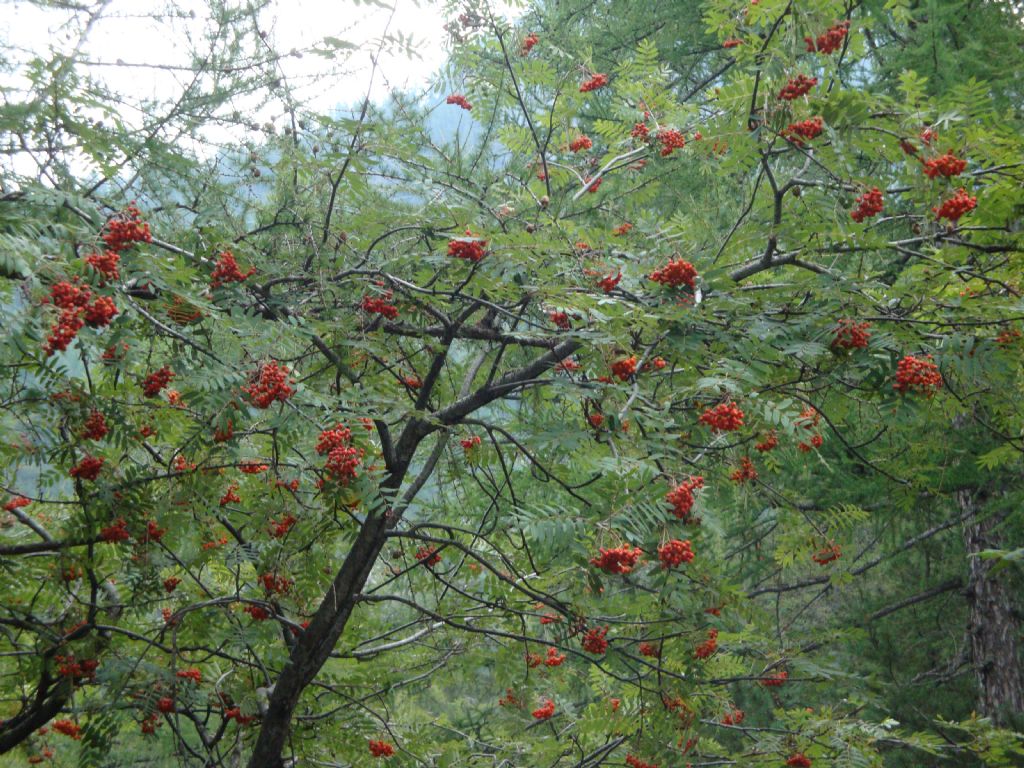 Sorbus aucuparia